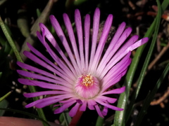Lampranthus filicaulis