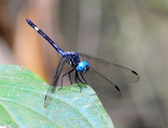 Micrathyria atra