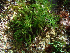 Chondracanthus intermedius