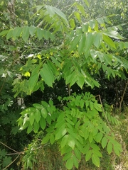 Juglans ailantifolia cordiformis