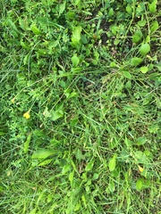 Scorzoneroides autumnalis