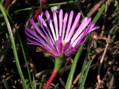 Lampranthus filicaulis