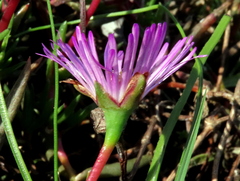Lampranthus filicaulis