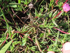 Lampranthus filicaulis