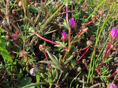 Lampranthus filicaulis