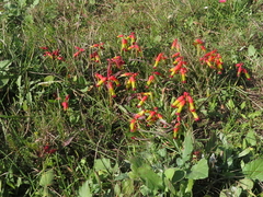 Lachenalia quadricolor