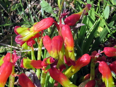 Lachenalia quadricolor