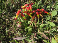 Lachenalia quadricolor