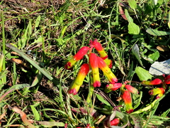 Lachenalia quadricolor