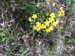 Hypericum cistifolium