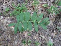 Phyllosticta convallariae