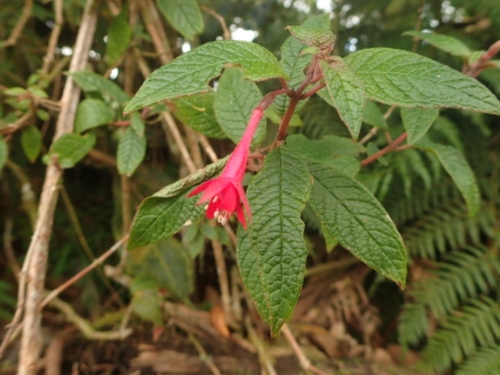 Fuchsia scabriuscula, photograph 5