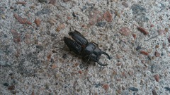 Aegus chelifer chelifer