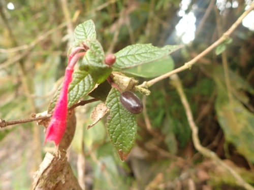Fuchsia scabriuscula, photograph 6