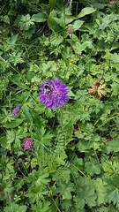 Knautia dipsacifolia