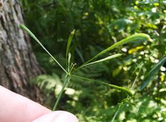 Osmorhiza aristata