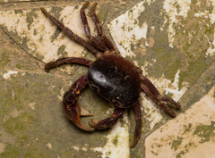 Geothelphusa pingtung