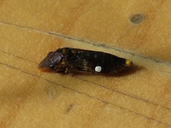 Homalodisca vitripennis