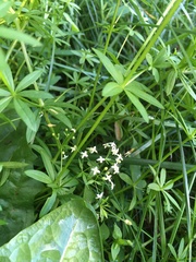 Galium mollugo