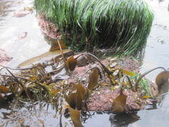 Laminaria setchellii