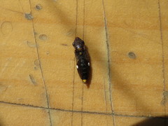 Homalodisca vitripennis