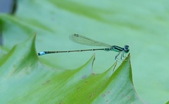 Ischnura capreolus