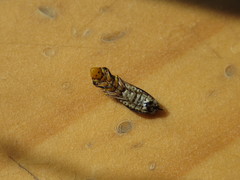 Homalodisca vitripennis