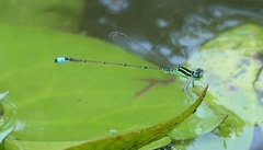 Ischnura capreolus