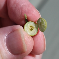 Antistrophus pisum