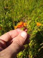 Raillardella pringlei