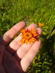 Raillardella pringlei