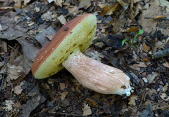 Xanthoconium purpureum