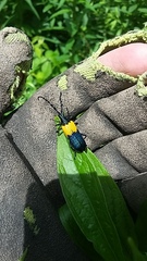 Desmocerus palliatus