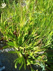 Raillardella pringlei