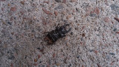 Aegus chelifer chelifer