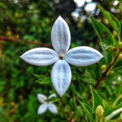 Bouvardia longiflora