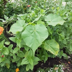 Abutilon theophrasti