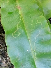 Phytomyza scolopendri