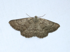 Gnophos obfuscata