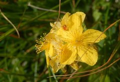 Hypericum richeri