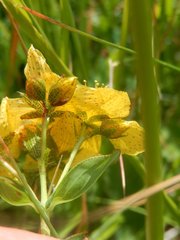 Hypericum richeri