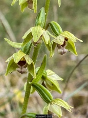 Epipactis dunensis