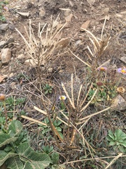 Erysimum concinnum