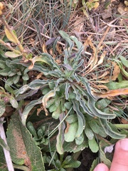 Erysimum concinnum
