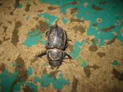 Serrognathus titanus platymelus
