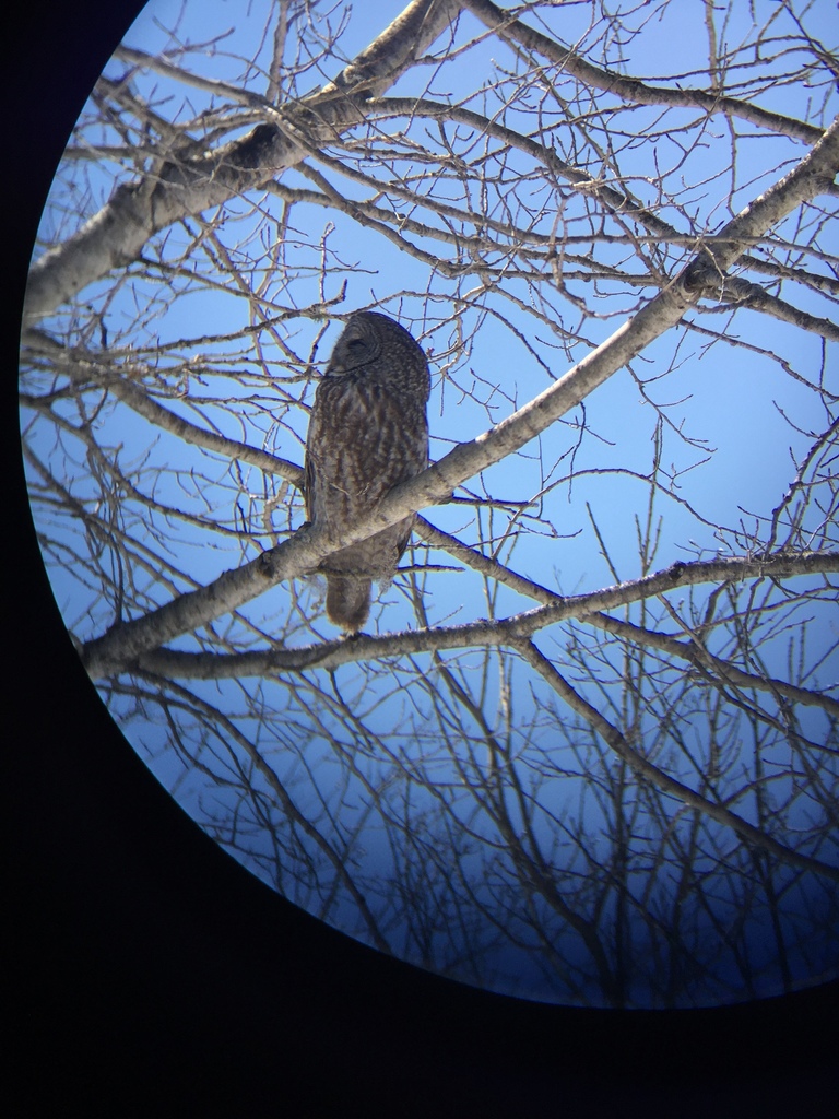 Great Gray Owl In April 2018 By Spencer Bennett INaturalist   Large 