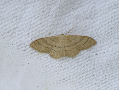 Idaea deversaria
