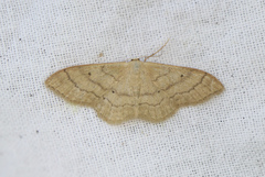 Idaea deversaria