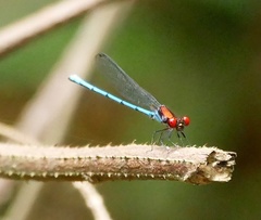 Argia cupraurea