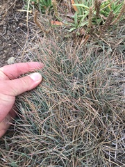 Festuca ammobia